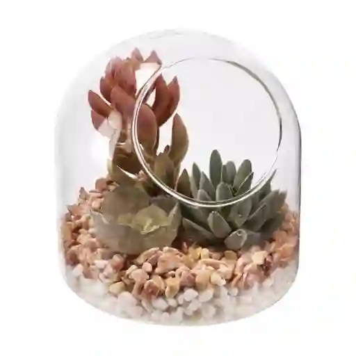 Terrario de Vidrio Con Cactus 12 cm 3226422000023