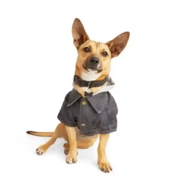 Reddy Chaqueta de Mezclilla  Perro XXX-Grande