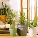 Maceta Plástica Con Ruedas 46.5 x 42.5 cm Casaideas