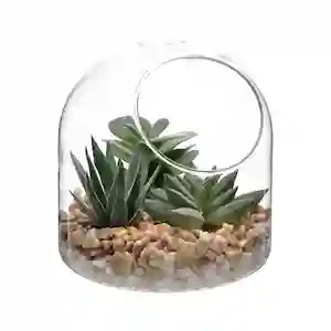 Terrario de Vidrio Con Cactus 12 cm