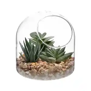 Terrario de Vidrio Con Cactus 12 cm