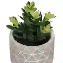 Maceta Terracota Cactus 15. 21 cm