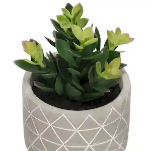 Maceta Terracota Cactus 15. 21 cm