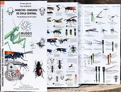 Insectos Comunes de Chile Central Desplegable (Bilingue)