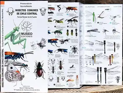 Insectos Comunes de Chile Central Desplegable (Bilingue)