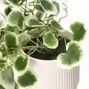 Planta Colgante Con Maceta 18 x 30 cm Casaideas