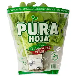 Pura Hoja Lechuga de Roble Verde Hidropónica