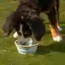 Bowl de Pícnic Para Mascotas Casaideas