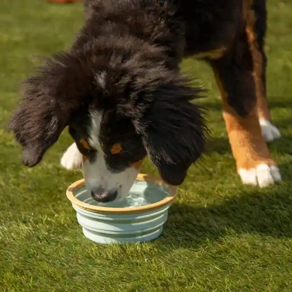 Bowl de Pícnic Para Mascotas Casaideas