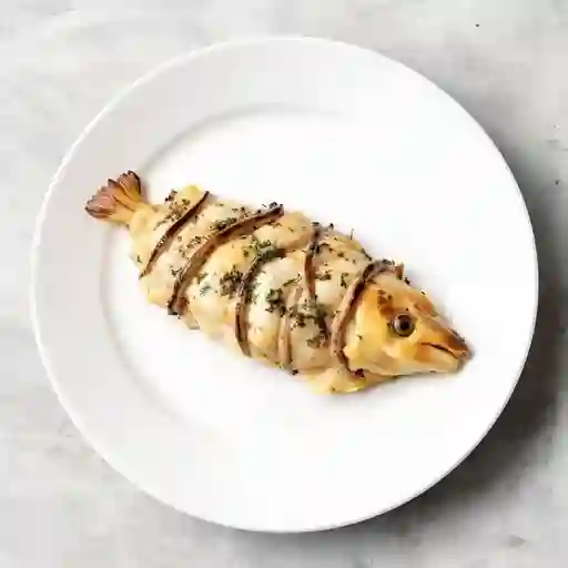 DIENTE DE DRAGÓN DE CONGRIO