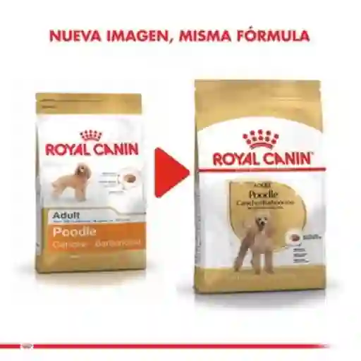 Royal Canin Alim Para Poodle Adulto