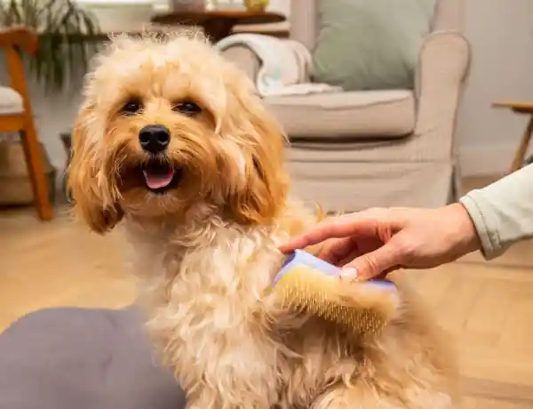 Pet Teezer Cepillo Para Pelo de Mascota Pequeña Lila y Amarillo