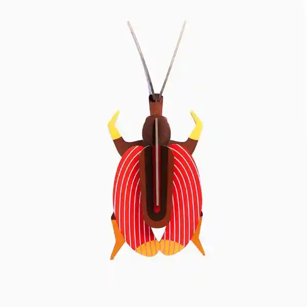 Insecto Violín Beetle Pequeño