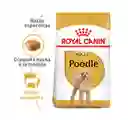 Royal Canin Alimento Húmedo para Perro Adulto de Raza Poodle