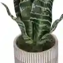 Suculenta Alta Con Maceta 25 x 43 cm Casaideas