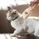 Cepillo Eléctrico Para Mascotas Con Vapor Casaideas