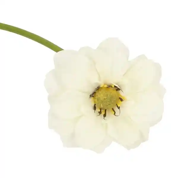 Flor Silvestre 10 x 51 cm 3119227000056