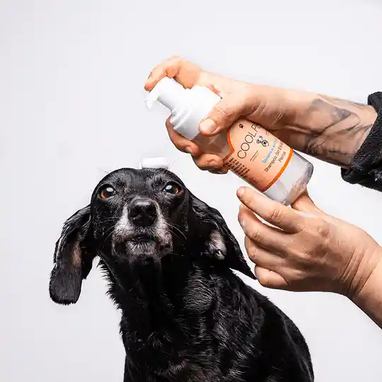 Cool Pet Shampoo en Seco sin Enjuague Perros 
