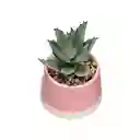 Maceta Dos Tonos Con Cactus Rosado 13 cm