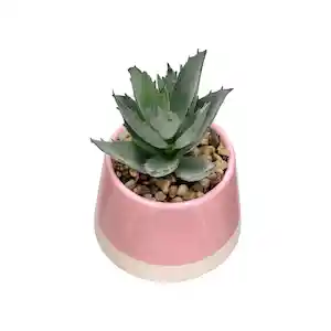 Maceta Dos Tonos Con Cactus Rosado 13 cm
