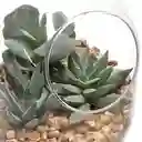 Terrario de Vidrio Con Cactus 12 cm