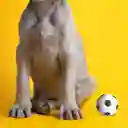 Juguete de Pelota Con Sonido Para Mascota Football Miniso