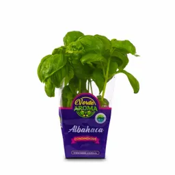 Verde Aroma Planta de Albahaca