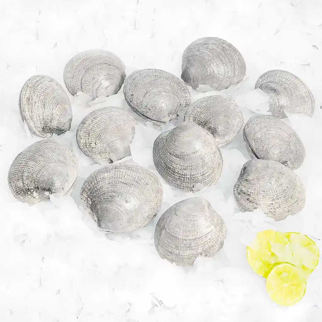 Almejas Corrientes Frescas Kg