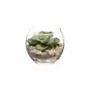 Maceta de Vidrio Con Cactus Diámetro 6.9 x 7.9 cm