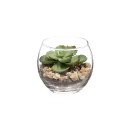 Maceta de Vidrio Con Cactus Diámetro 6.9 x 7.9 cm