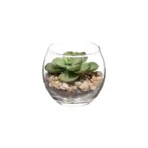 Maceta de Vidrio Con Cactus Diámetro 6.9 x 7.9 cm