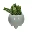 Maceta Redonda Con Cactus Decorativo