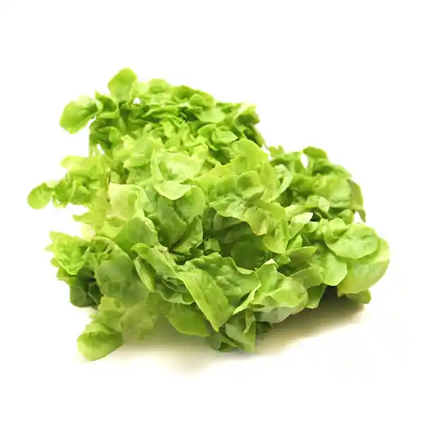 Lechuga Marina
