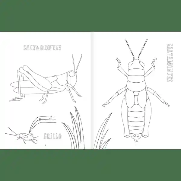 Amanuta Insectopinta