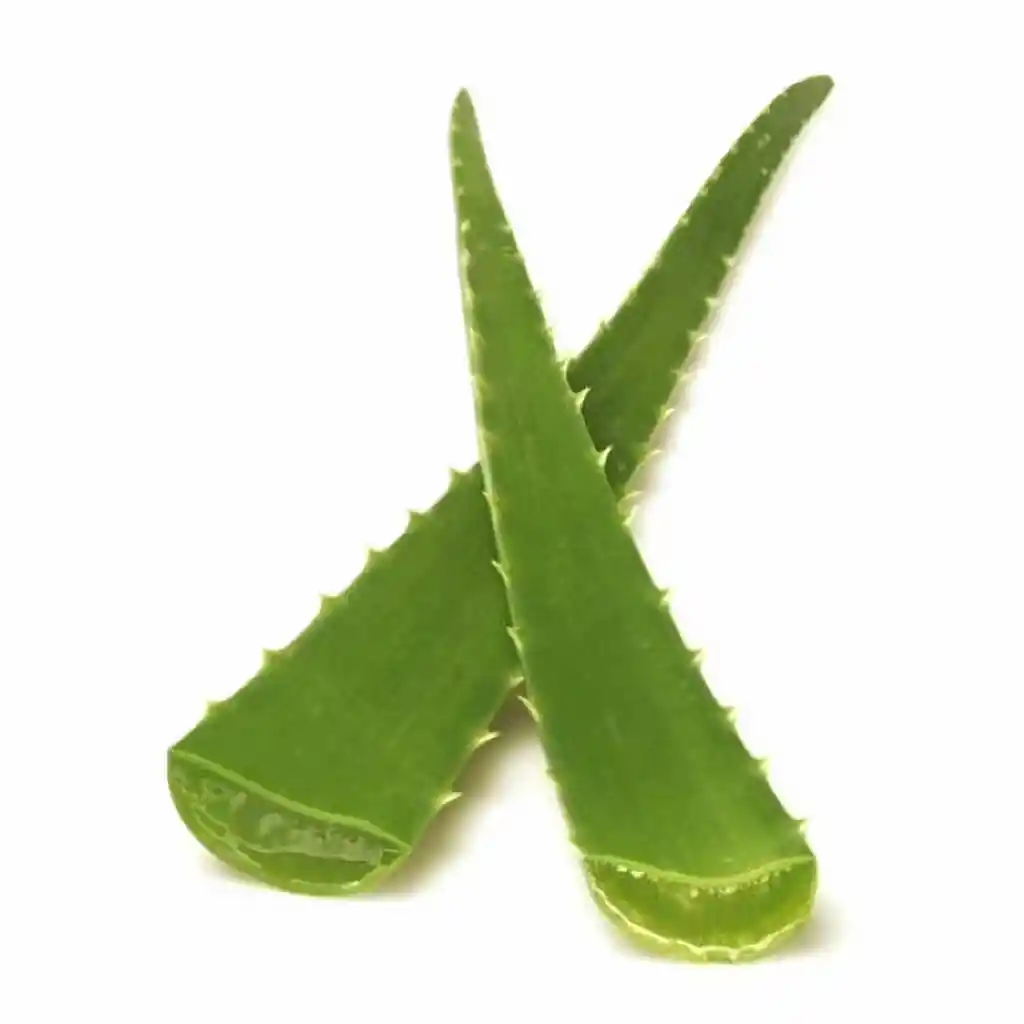 Hoja Aloe Vera Orgánica Un