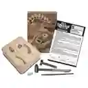 Dinosaurio Velociraptor Excava