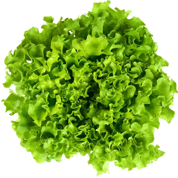 Lechuga Hidropónica Hoja Roble Roja Bolsa