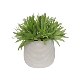 Maceta Texturada Con Planta Casaideas