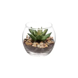 Maceta Vidrio Con Cactus Diámetro 6.9 x 7.9 cm
