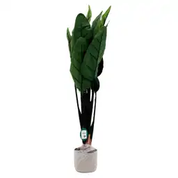 Planta Artificial Ave Paraíso Tacto Real 85 cm