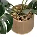 Planta Con Maceta 18 x 34 cm Casaideas