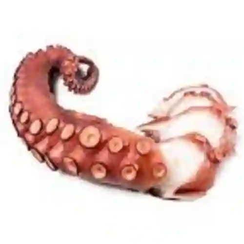 Pulpo