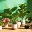 Maceta de Concreto Con Planta 63.5 cm Casaideas