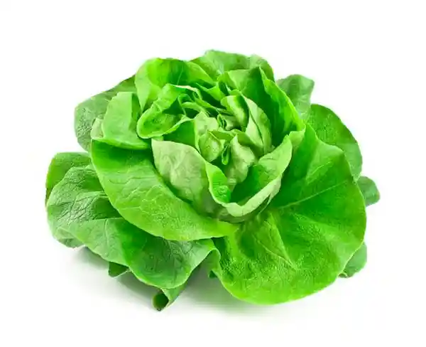 Lechuga Española