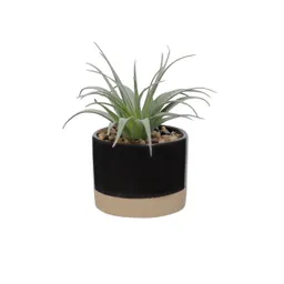 Maceta Dos Tonos Con Cactus 13 cm 3227978000024