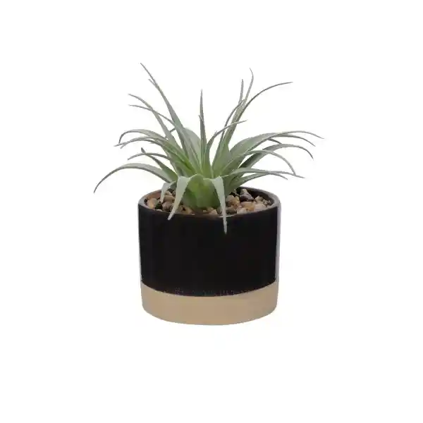 Maceta Dos Tonos Con Cactus 13 cm 3227978000024