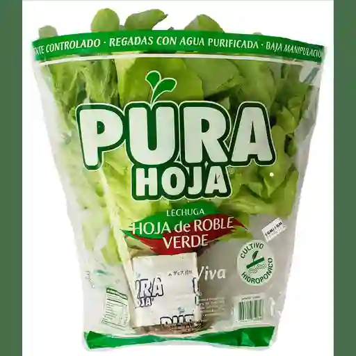 Pura Hoja Lechuga Roble Verde Hidroponia