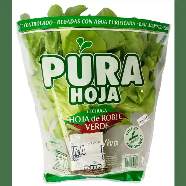 Pura Hoja Lechuga Roble Verde Hidroponia