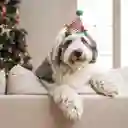 Disfraz Para Mascota Navideño 10 x 10 cm Casaideas