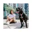 Zee.Dog Arnés Mahalo Large